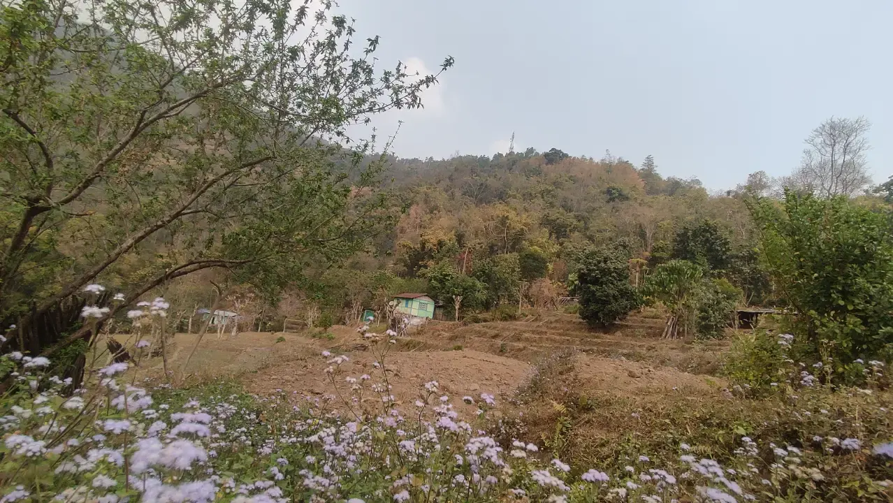 Hillstop Chaha Moment 14